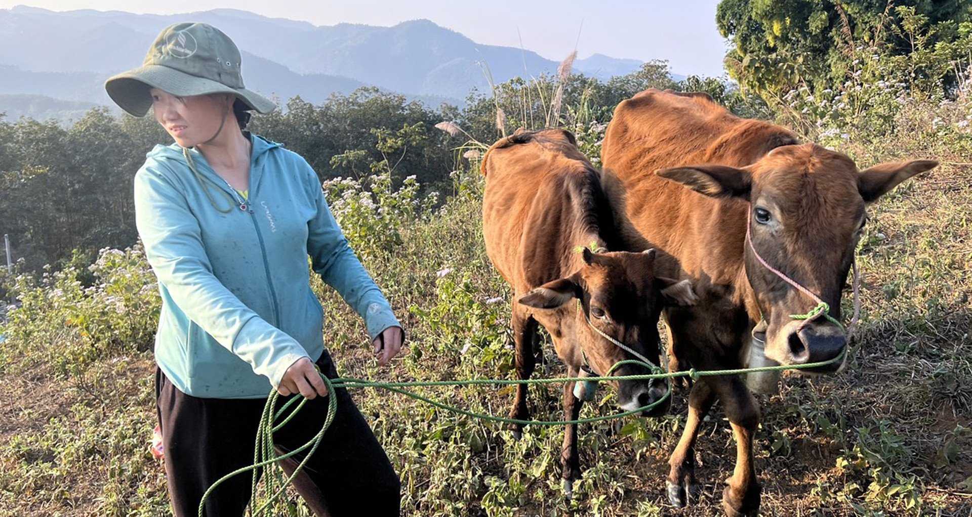 Attribution inhabituelle de vaches aux ménages pauvres : le district demande une réunion avec les résidents et donne des instructions sur la reprise