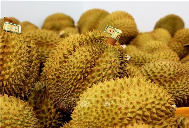 New competitor of Vietnamese durian in Chinese market