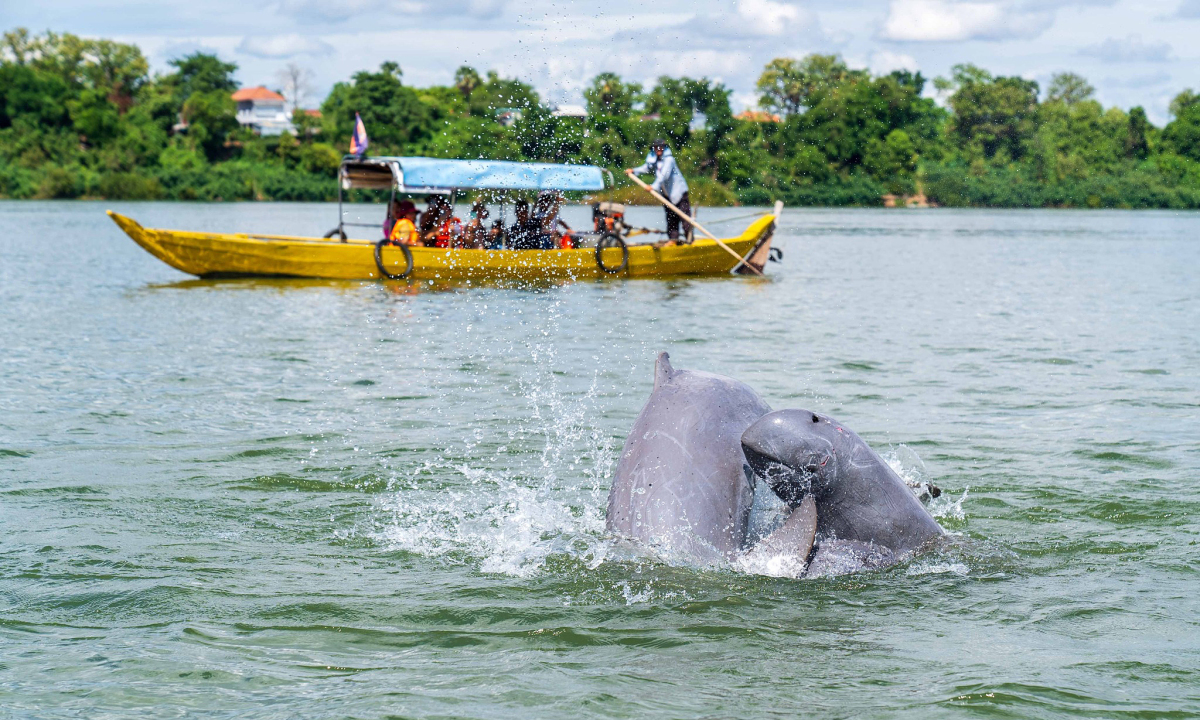 Ngắm cá heo trên dòng Mekong