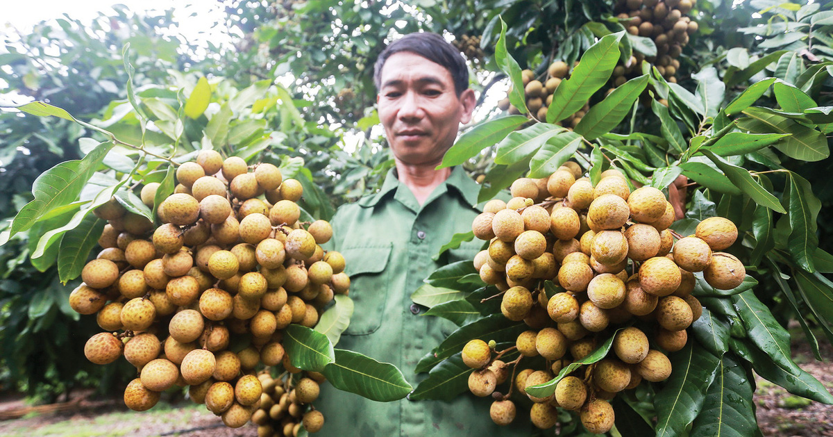 Giải mã hiện tượng Sơn La thành vựa trái cây Tây Bắc