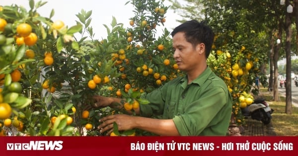 Plantes ornementales du Têt dans la rue, les commerçants attendent les clients