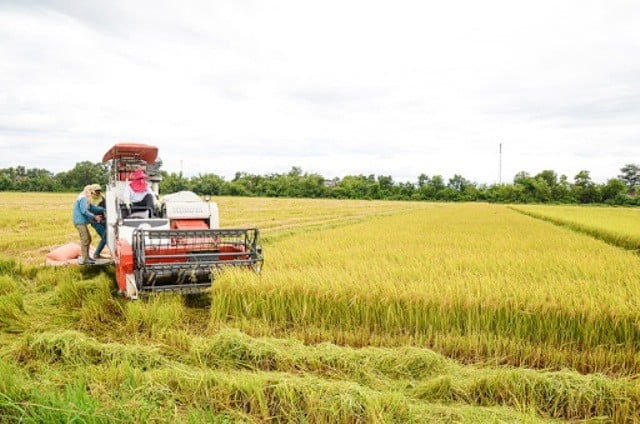 Precio del arroz hoy 4 de diciembre: Muchos almacenes necesitados de mercancías aceptan comprar a precios altos