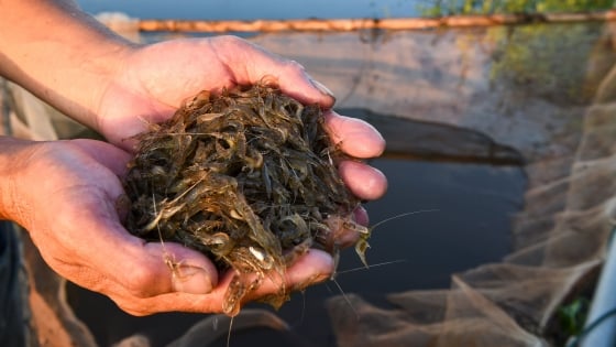 Libérer des algues pour élever des crevettes, jouer, manger pour de vrai