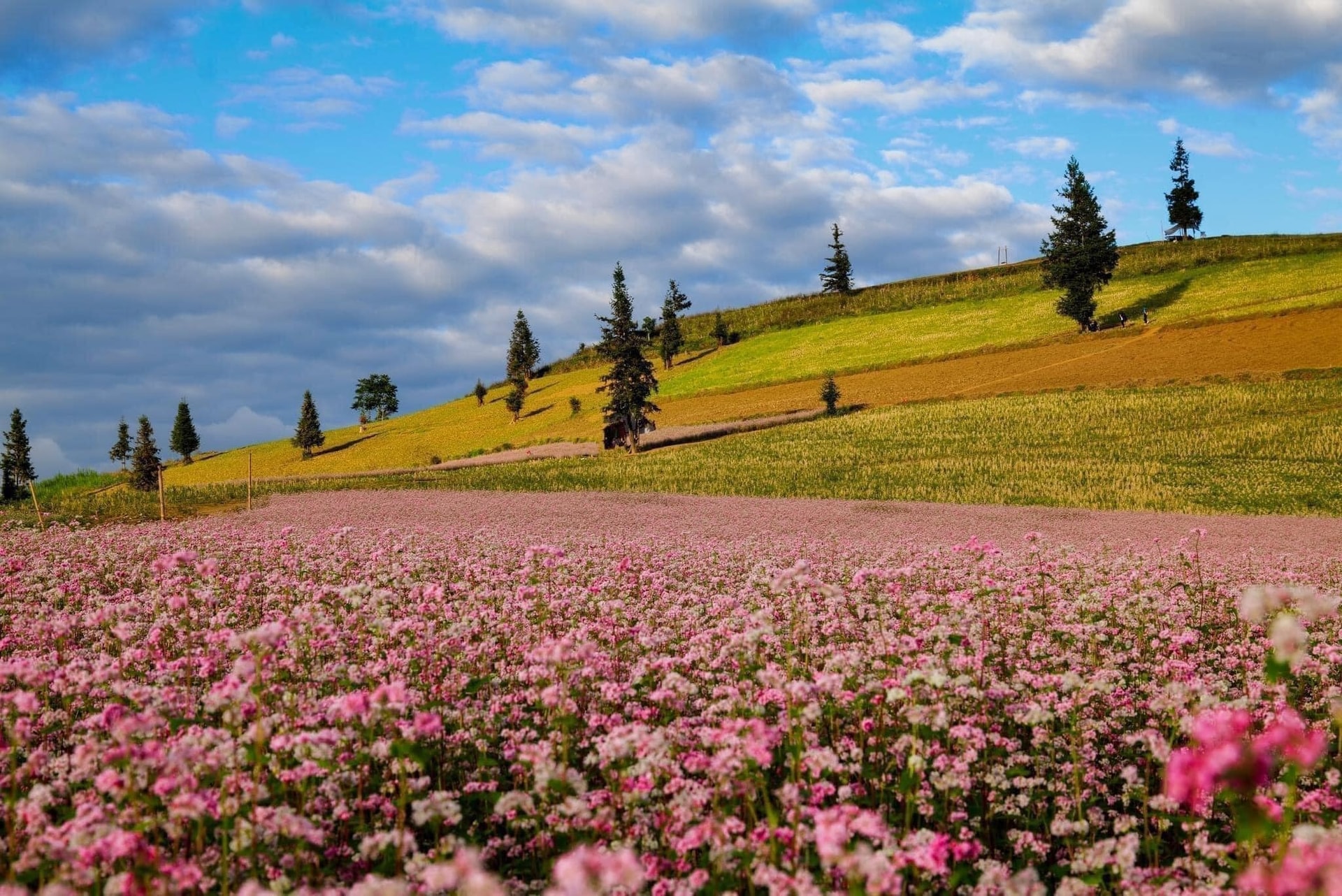 Admire Suoi Thau - a beautiful steppe like Europe in Ha Giang