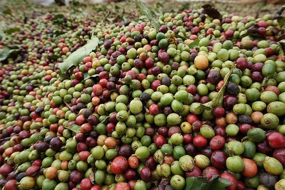 Prix ​​des produits agricoles au 31 octobre 2024 : le poivre stable, le café en chute libre