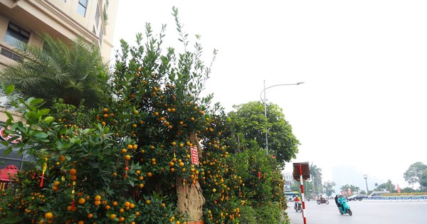 Kumquats and peaches costing hundreds of millions attract the 'rich'