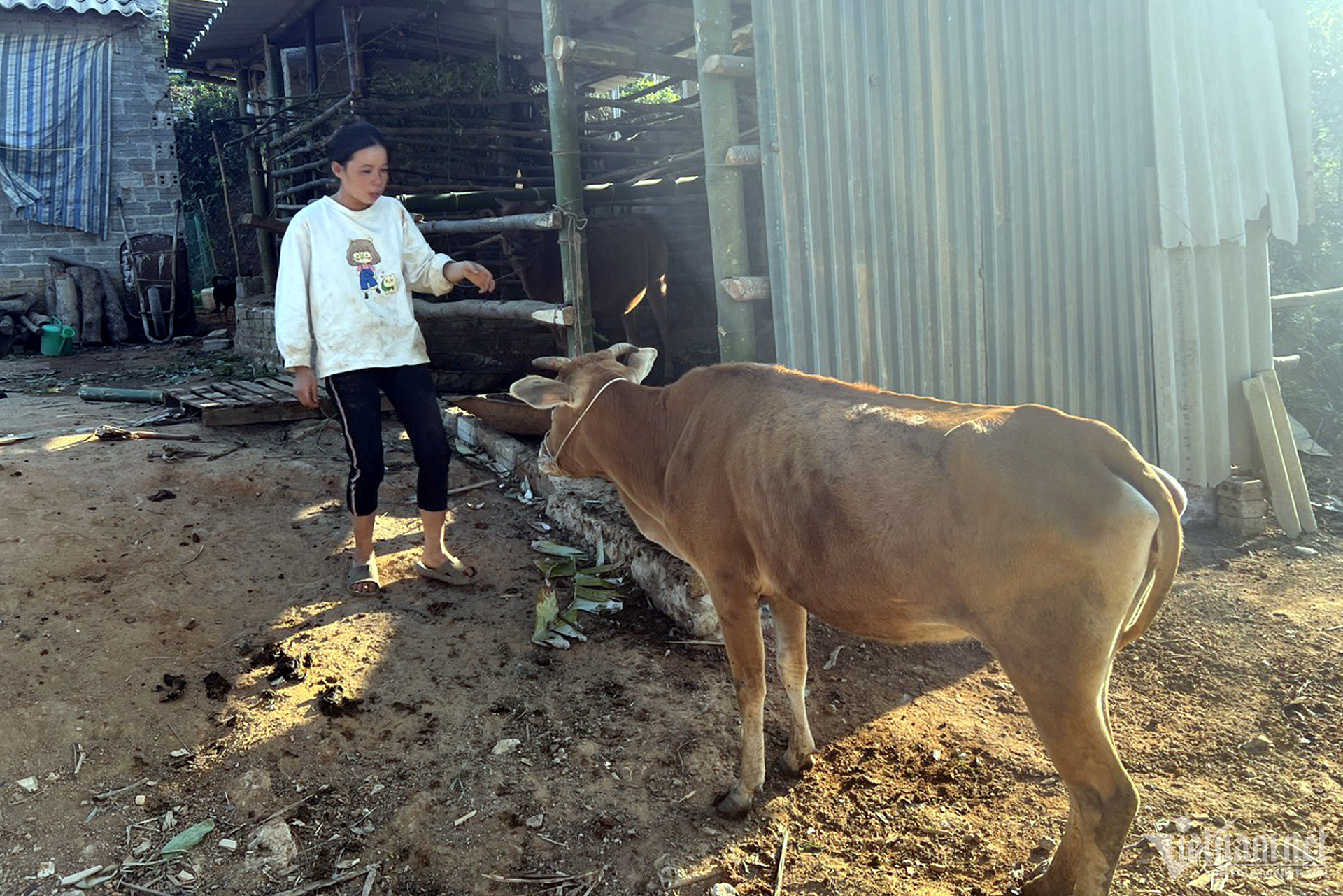 Révélation de la vérité sur la ferme « fantôme » de l'unité fournissant des vaches reproductrices aux ménages pauvres de Dien Bien