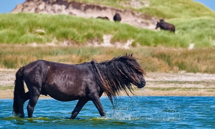 カナダの島、野生馬に襲われる