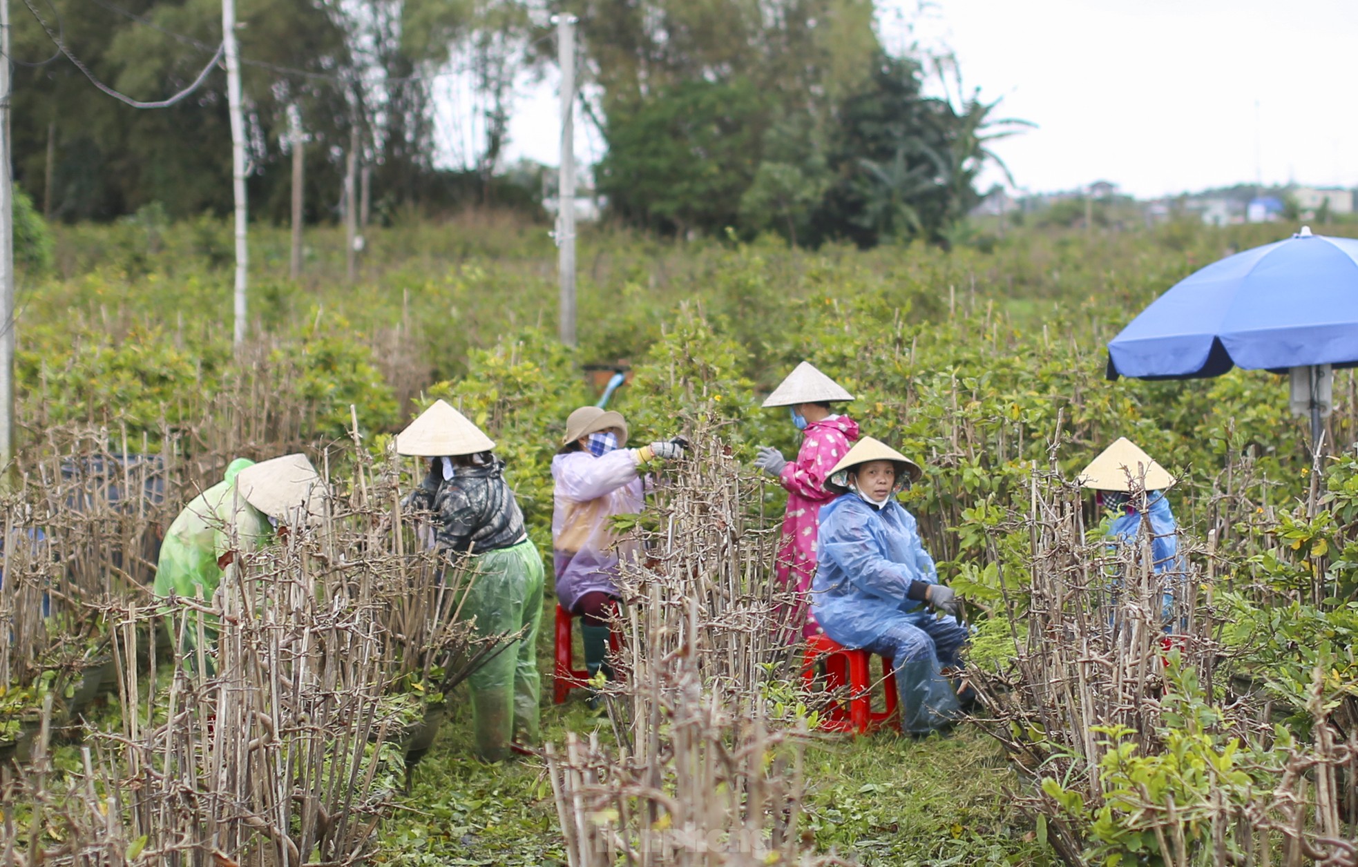 เมืองหลวงดอกท้อสีเหลืองภาคกลาง 'เปลี่ยนชุด' ต้อนรับเทศกาลตรุษจีน ภาพ 1