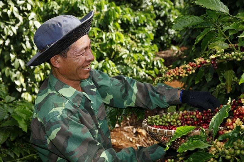 En septembre 2023, les exportations de café du Vietnam ont fortement diminué.