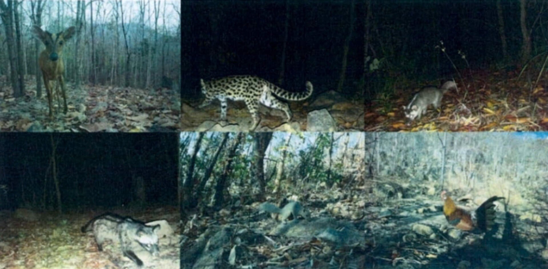 Bewundern Sie 24 seltene Vogel- und Tierarten im Schutzwald in Binh Thuan - 1