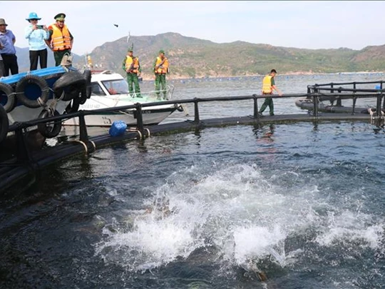 Vị thế trung tâm nuôi biển - Bài cuối: Quản lý tốt quy hoạch nuôi trồng