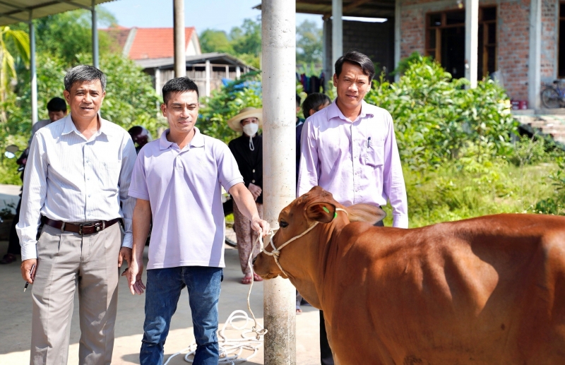 Support breeding cows for the poor to develop livelihoods