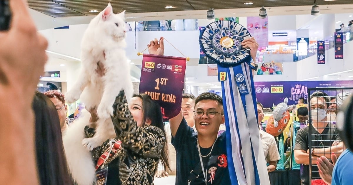 Vietnamese cat wins Southeast Asian cat beauty contest