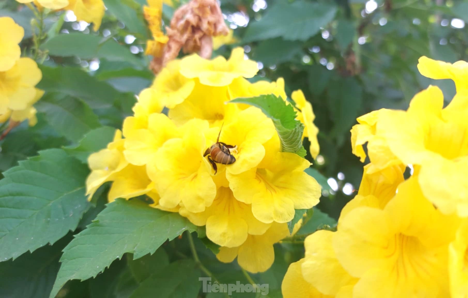 Fleurs de clochettes jaunes en pleine floraison, les rues de Binh Duong sont aussi belles que des photos 3