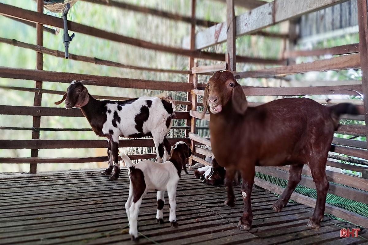 Old farmer in Nghi Xuan shares secret to getting rich from raising Boer goats