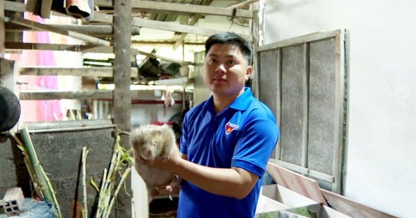 Bamboo rat, wild boar, 2 new wild animals raised in Tra Vinh, bamboo rat meat sold for 800,000 VND/kg