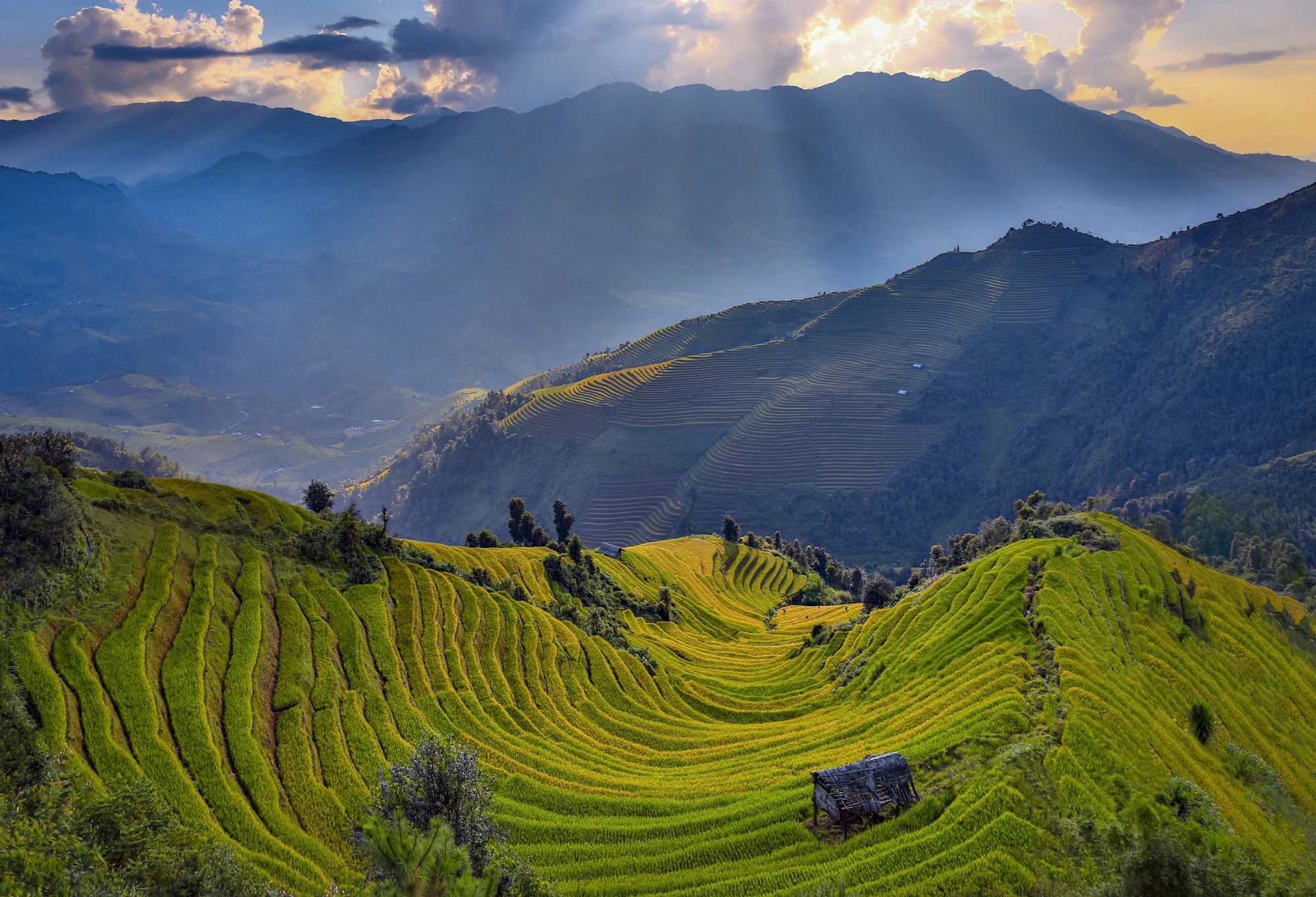 Retour à Hoang Su Phi pendant la saison du riz mûr