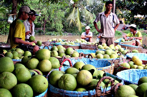 La Corée du Sud accorde officiellement une licence pour importer des pamplemousses vietnamiens