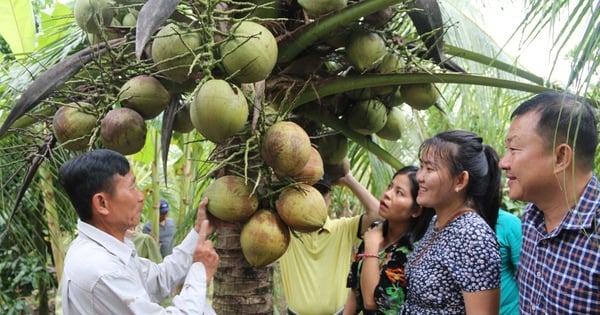 Lần đầu tiên tổ chức lễ hội 100 năm cây dừa sáp tại Trà Vinh