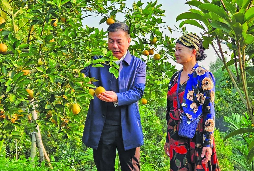 Credit capital supports Tuyen Quang to develop specialty oranges