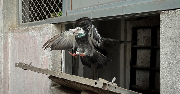 インド警察は依然として伝書鳩に頼っている