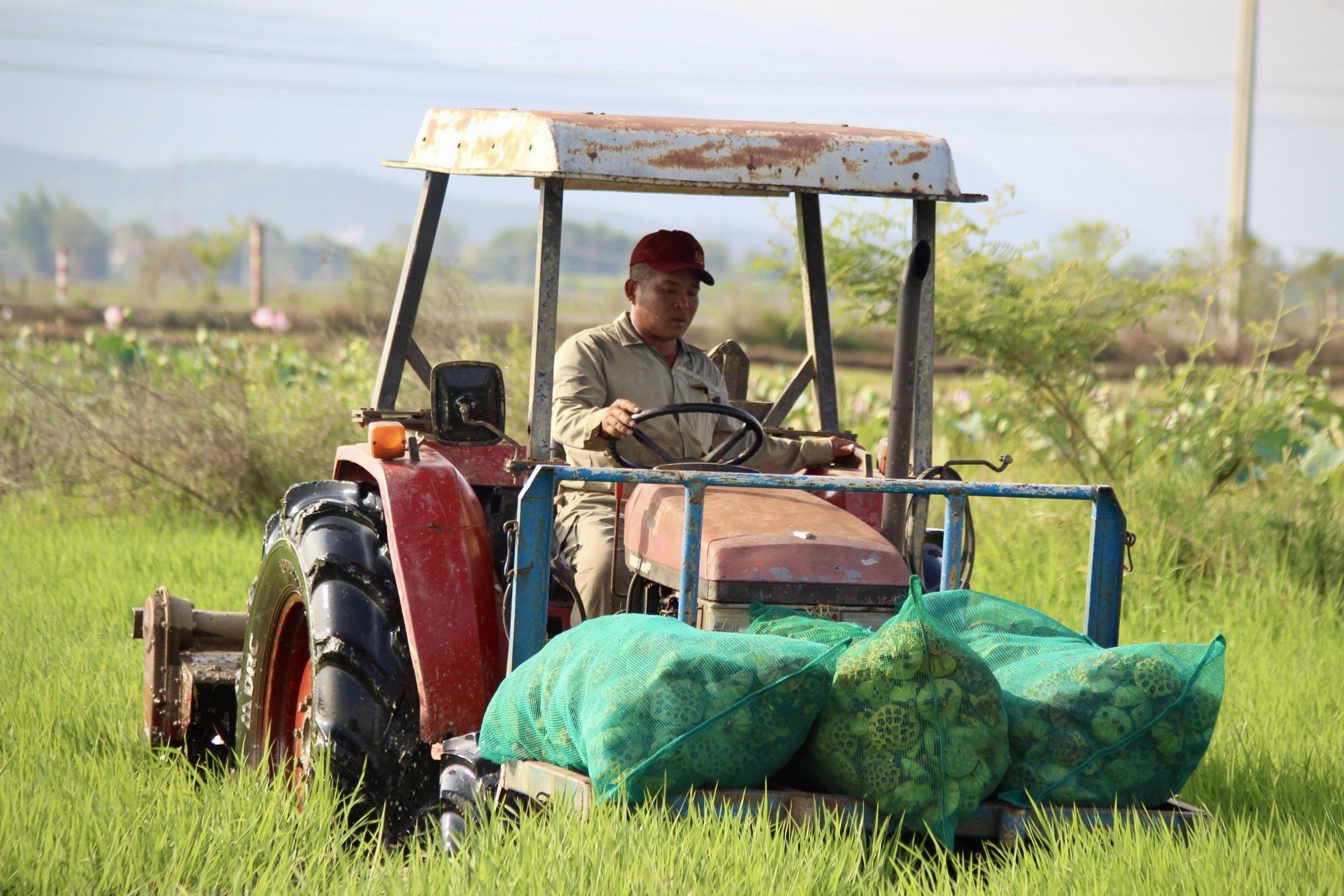 Khanh Hoa farmers harvest lotus flowers in the sun photo 11