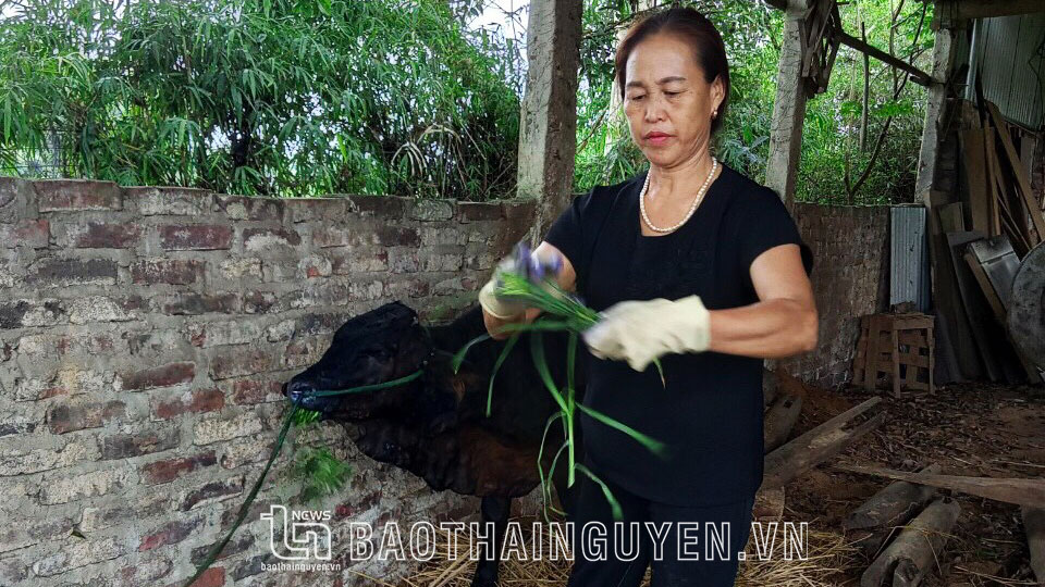 นางสาวเหงียน ทิ ลา (Ga TDP เขตเลืองซอน เมืองซ่งกง) ดูแลและกักกันสัตว์ที่ติดเชื้อ VDNC ในโรงนาของครอบครัวเธอ
