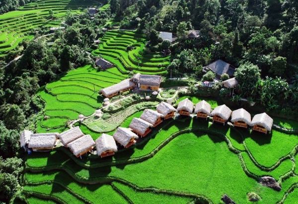 Fasciné par l'image des champs en terrasses pendant la saison du riz vert à Hoang Su Phi