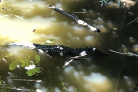 Ville de Quang Tri : À la recherche de deux crocodiles apparus dans un étang à poissons dans un quartier résidentiel