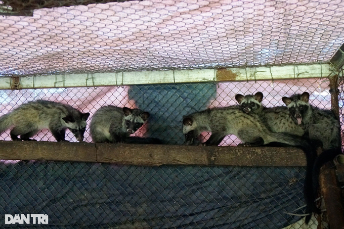 Nuôi chồn hương kết hợp với... cá trê, thu lãi trăm triệu mỗi năm - 2