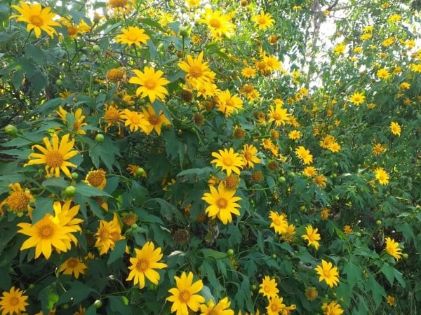 Couleur jaune infinie des tournesols sauvages dans les hauts plateaux du centre