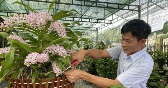 Les sites de la forêt frontalière de Lan Ngoc sont complets pendant le Têt