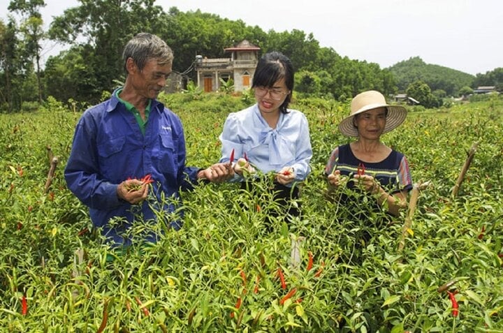 Les représentants de la Coopérative des produits agricoles propres de La Hien ont échangé des techniques d'entretien des plants de piment commerciaux avec les agriculteurs de la commune de La Hien.