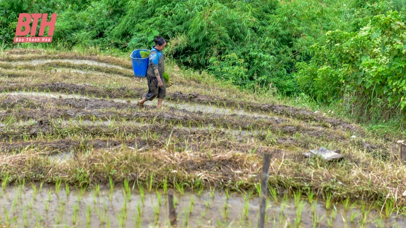 ไปทำงานที่ทุ่งนาในเขตชายแดนห่างไกลของThanh Hoa