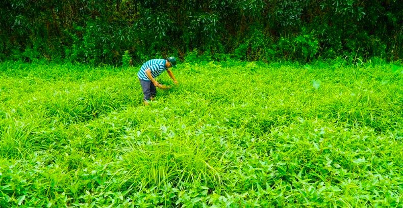 U Minh Ha forest is green in the rainy season (Hoang Nam)