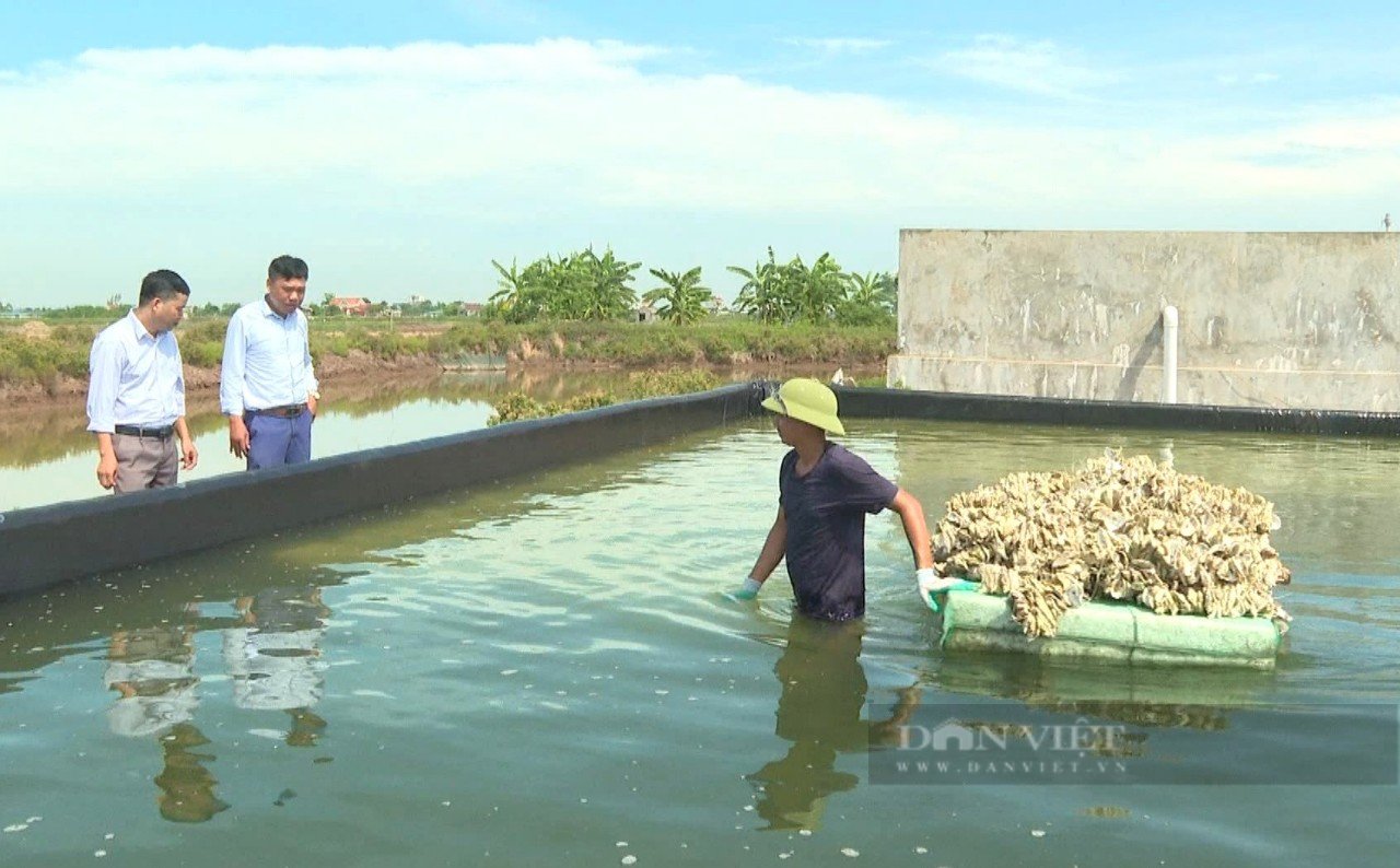 Nuôi các loài động vật nhuyễn thể, có chủ trang trại thủy sản ở Ninh Bình thu tiền tỷ- Ảnh 2.