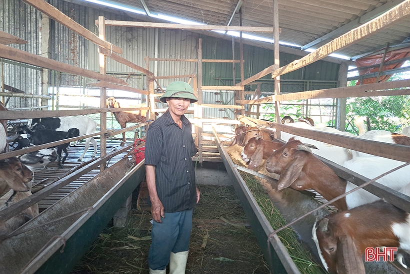 Old farmer in Nghi Xuan shares secret to getting rich from raising Boer goats