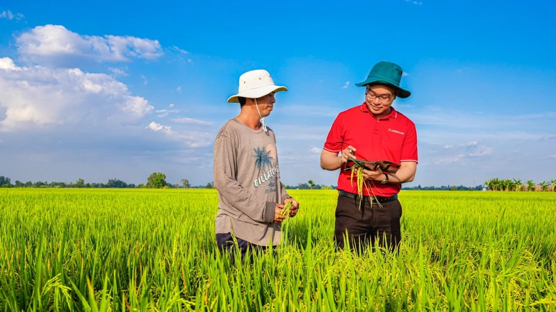 Agribank fournit des capitaux de crédit pour développer 1 million d'hectares de riz de haute qualité