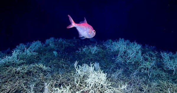 Ya está disponible el mapa del arrecife de coral de aguas profundas más grande del mundo