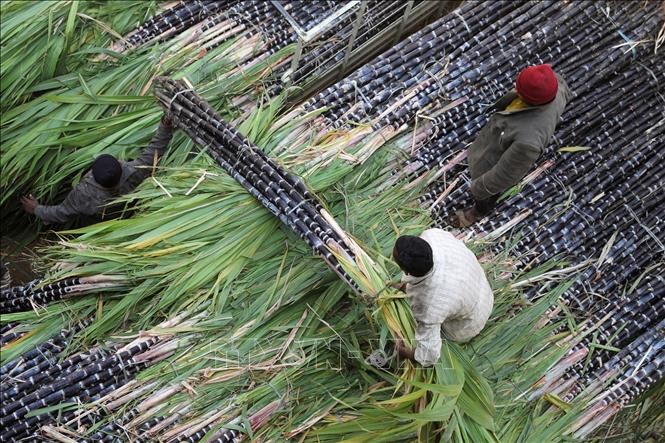 Mía đường được bày bán tại một chợ ở Bangalore, Ấn Độ. (Nguồn: AFP)