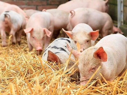 Schweinepreis am 20.11.2024: Regionen Nord und Mitte stabil, Süden leicht gestiegen