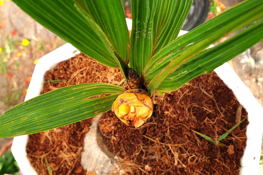 Cây dừa tí hon 6 tháng tuổi, cao 40cm đã ra hoa, sắp kết trái - 2