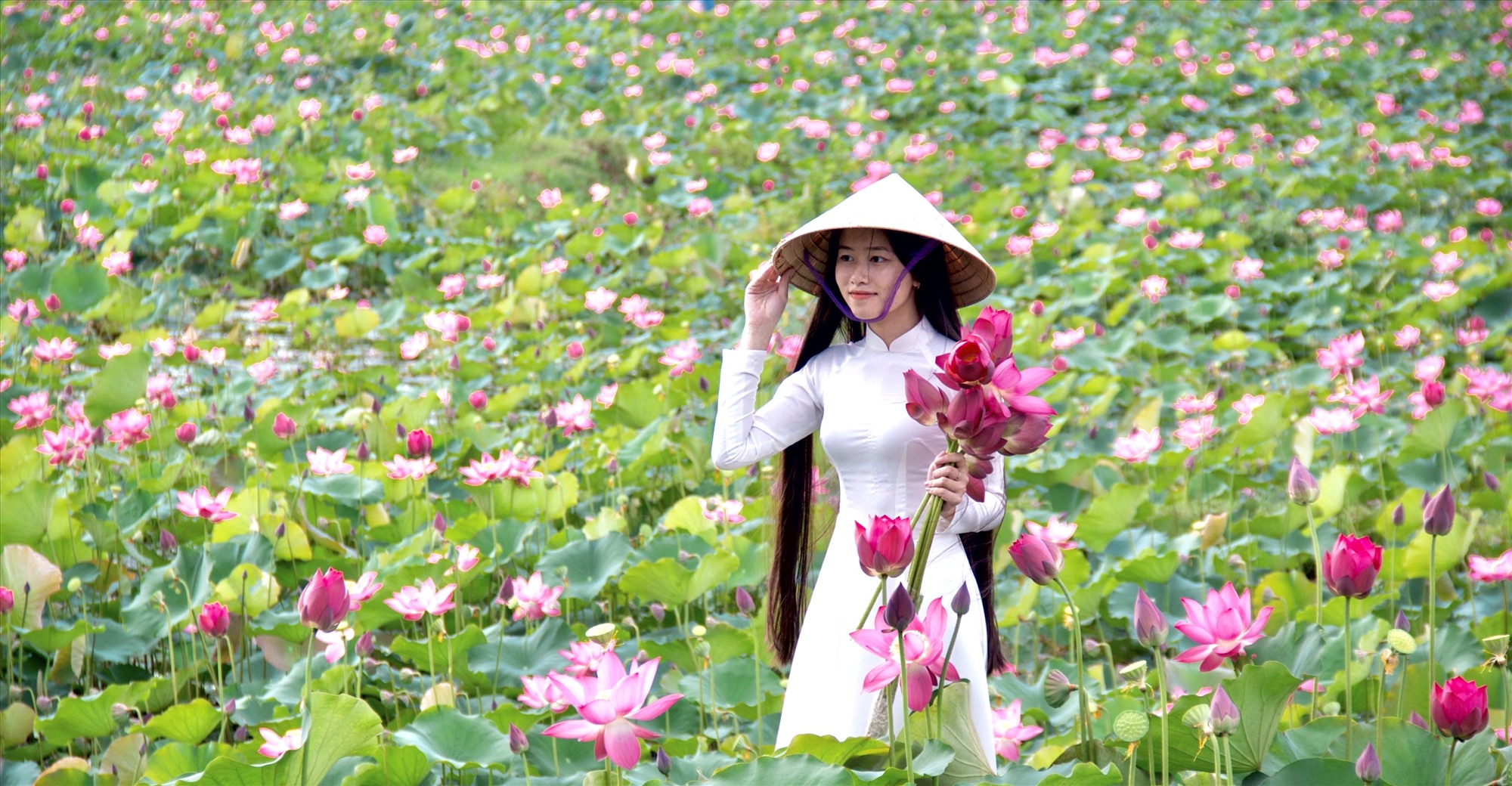 Fille dans un champ de lotus. Photo : Q.T