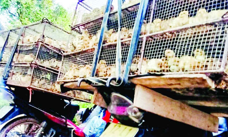 Dealing with poultry smuggling at its root