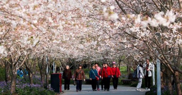 上海の春の何が旅行者を魅了するのでしょうか?