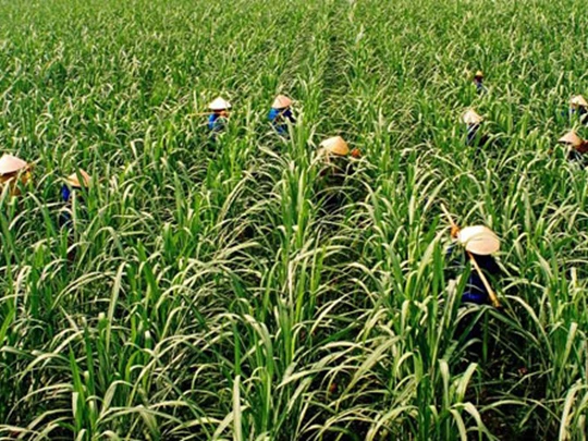 Applying carbon reduction technology in Vietnam's agriculture