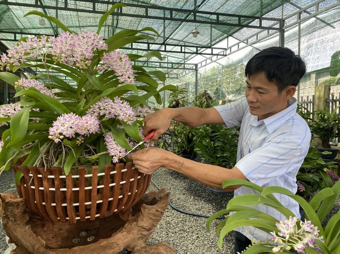 Anh Hùng tỉ mỉ chăm sóc lan Ngọc Điểm, loài được xem nữ hoàng của các loài lan. Ảnh: Trần Trung.