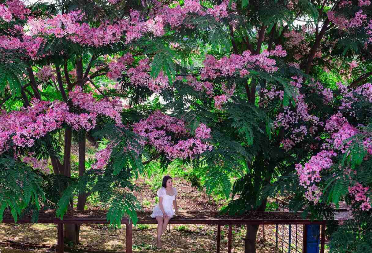 Tourists coming to Da Lat at this time all want to capture beautiful pictures with this wonderful flower.