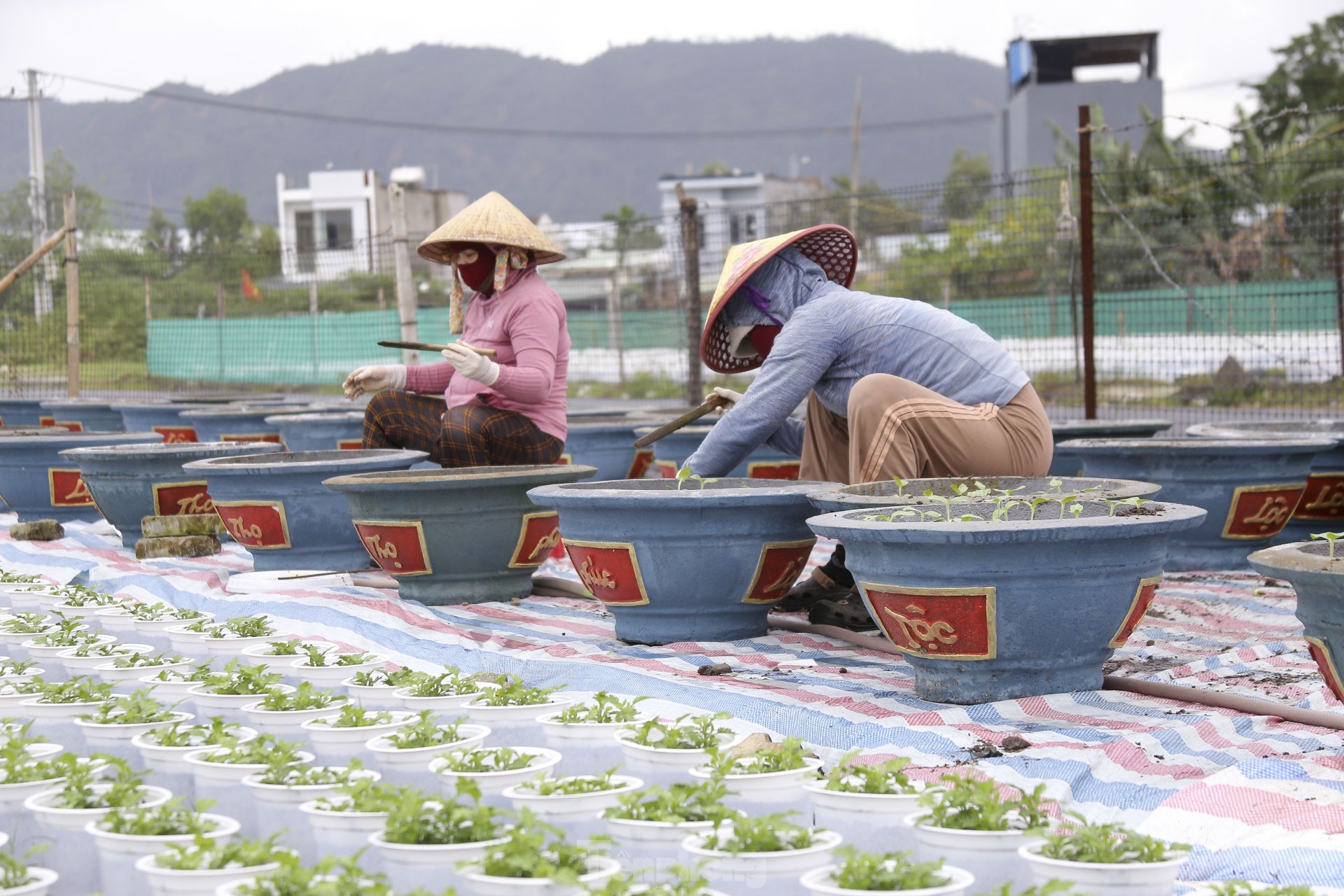 Thời tiết thất thường, nông dân Đà Nẵng lo lắng vụ hoa Tết ảnh 11